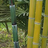 Phyllostachys praecox Violascens.JPG